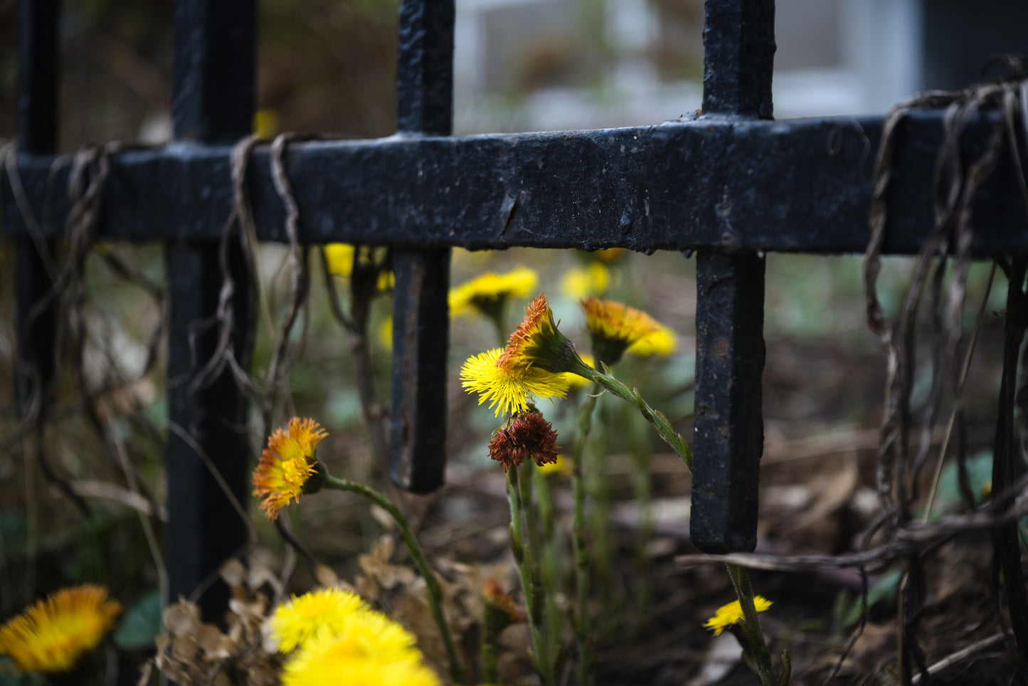 Industar-50-2 50mm F3.5 Prime Cine Mod Pancake Lens For Arri PL BMPCC URSA RED! - TerPhoto Store