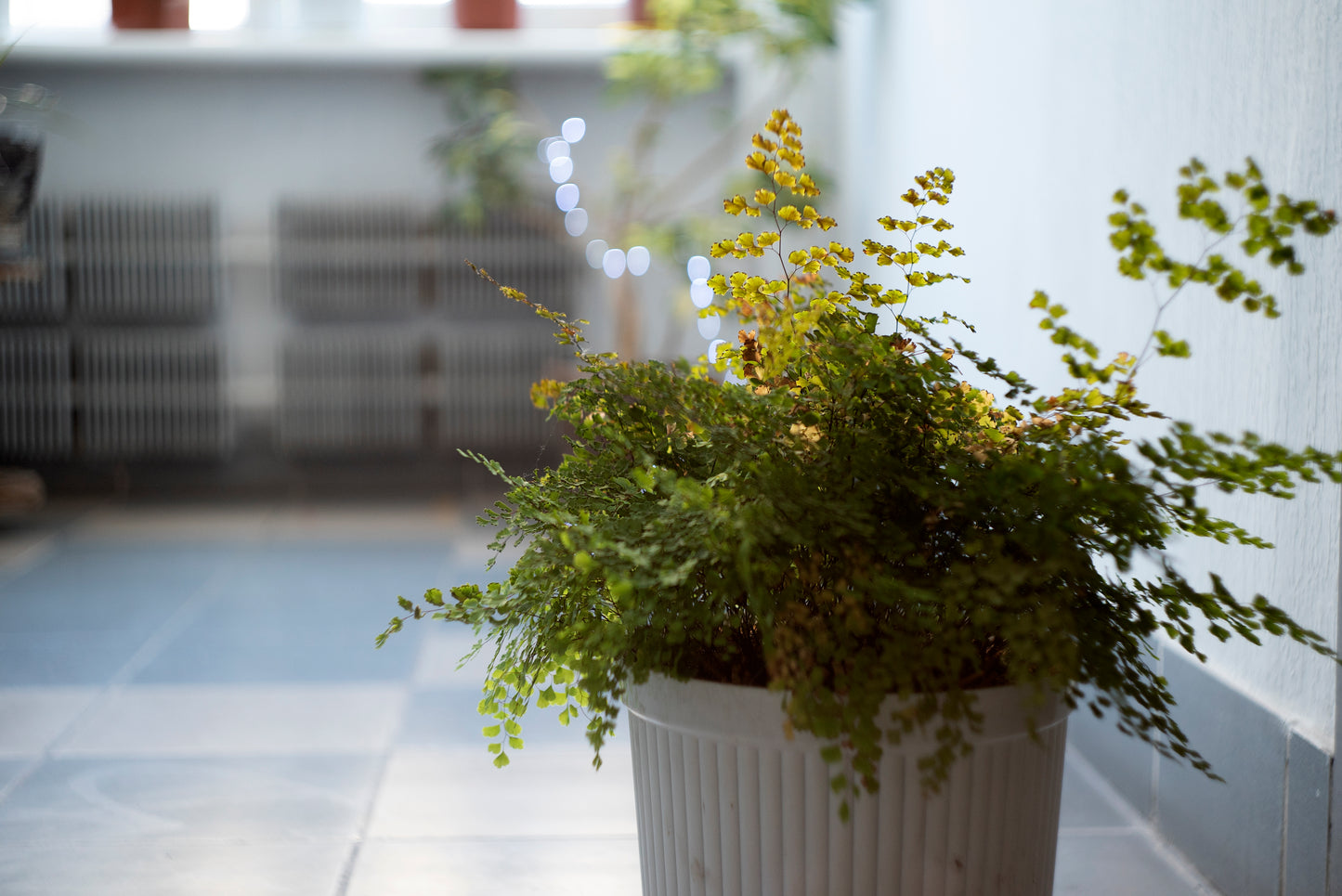 Helios 44 2/58 Prime Cine Mod Lens w/ Anamorphic Bokeh For Sony-E! 44M 58mm F2