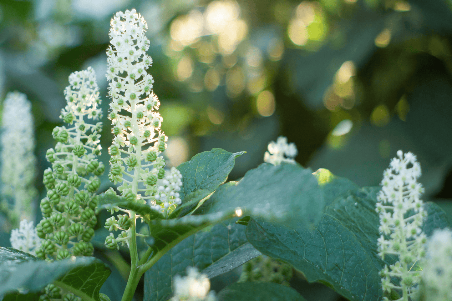 Asahi SMC Pentax - M 50mm F2 Cine Mod Prime Lens w/ Anamorphic Bokeh For Canon EF! - TerPhoto Store