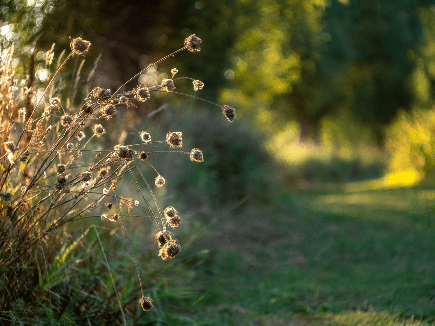 Helios 44 - 2 58mm F2 MMZ/BelOMO Zebra Cine Mod Lens For Arri PL! US Warehouse! - TerPhoto Store