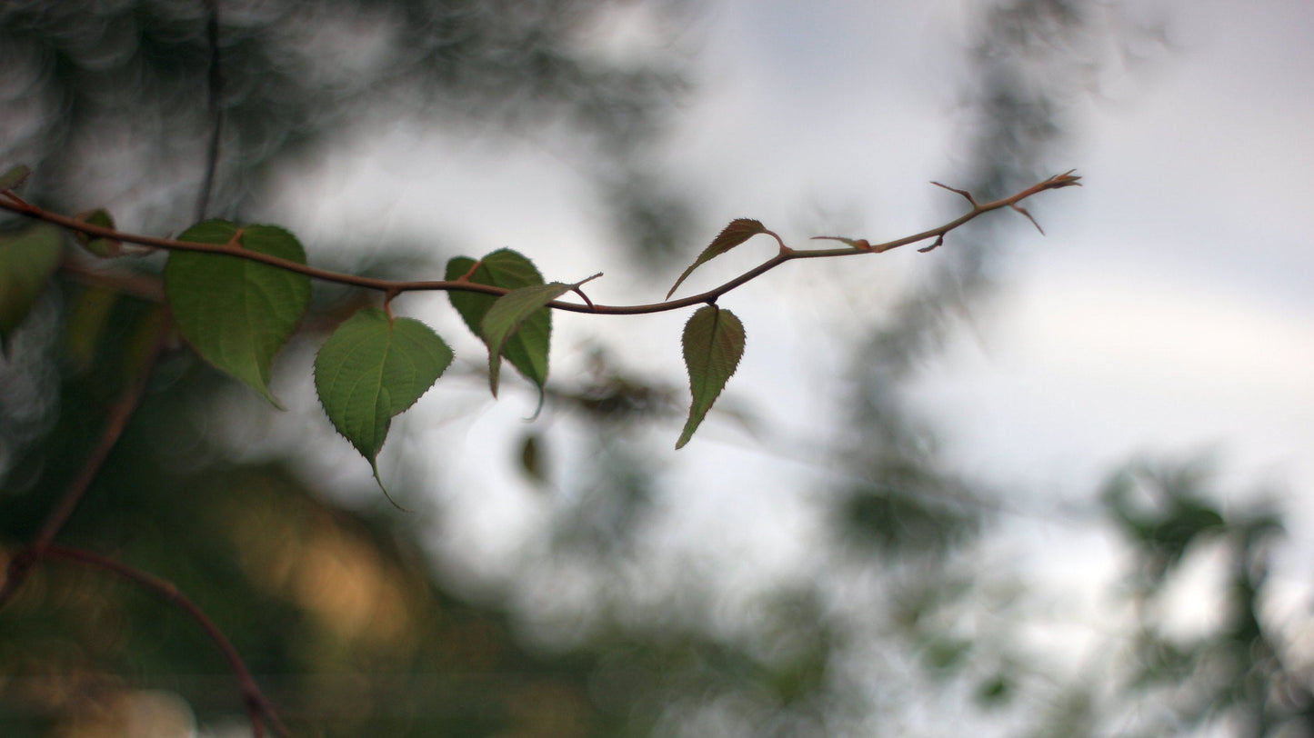 Jupiter-8 50mm F2 Cine Mod Prime Portrait Lens | Sony E-mount | US Warehouse! - TerPhoto Store