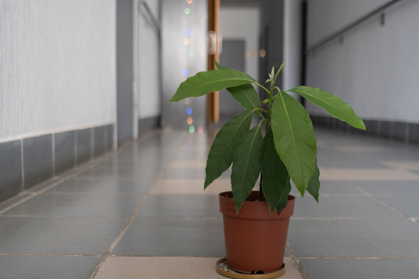 Soligor C/D Wide - Auto MC 28mm F2.8 Cine Mod Prime w/ Anamorphic Bokeh For Sony - E - TerPhoto Store