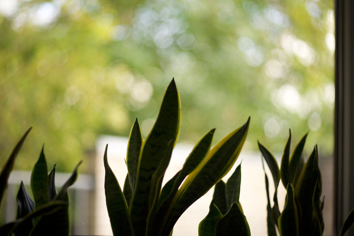 UNIQUE LENKINAP OKS1A-80-1 80mm F2 "P" Cine Modded Prime Lens For ARRI PL!