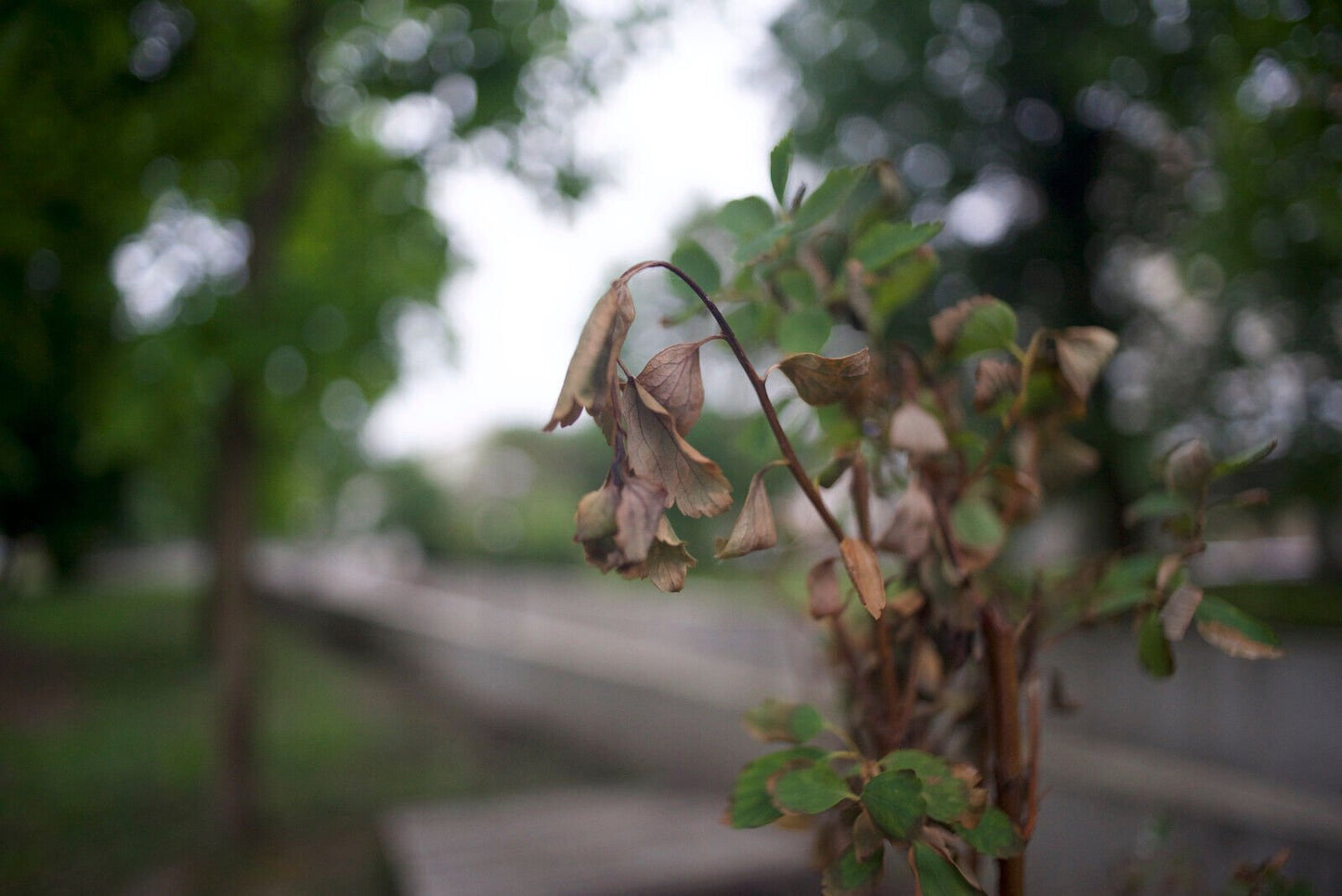 Carl Zeiss Jena Prakticar MC 20mm F2.8 Cine Modded Lens For Sony-E Mount! Read! - TerPhoto Store