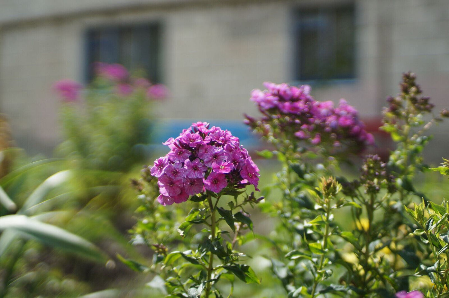 Konica Hexanon AR 40mm F1.8 Cine Modded Lens For Sony-E Mount! - TerPhoto Store