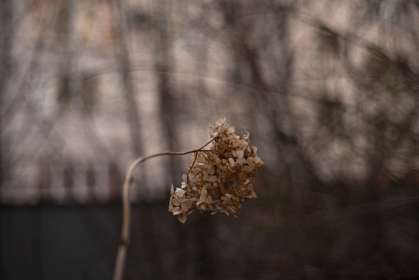 Pentacon Auto Multi Coating 50mm F1.8 Prime w/ Anamorphic Bokeh For Canon EF! - TerPhoto Store