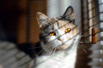 16KP 50mm F1.2 Cine Mod Lens w/ Anamorphic Bokeh | Sony E - mount | US Warehouse! - TerPhoto Store