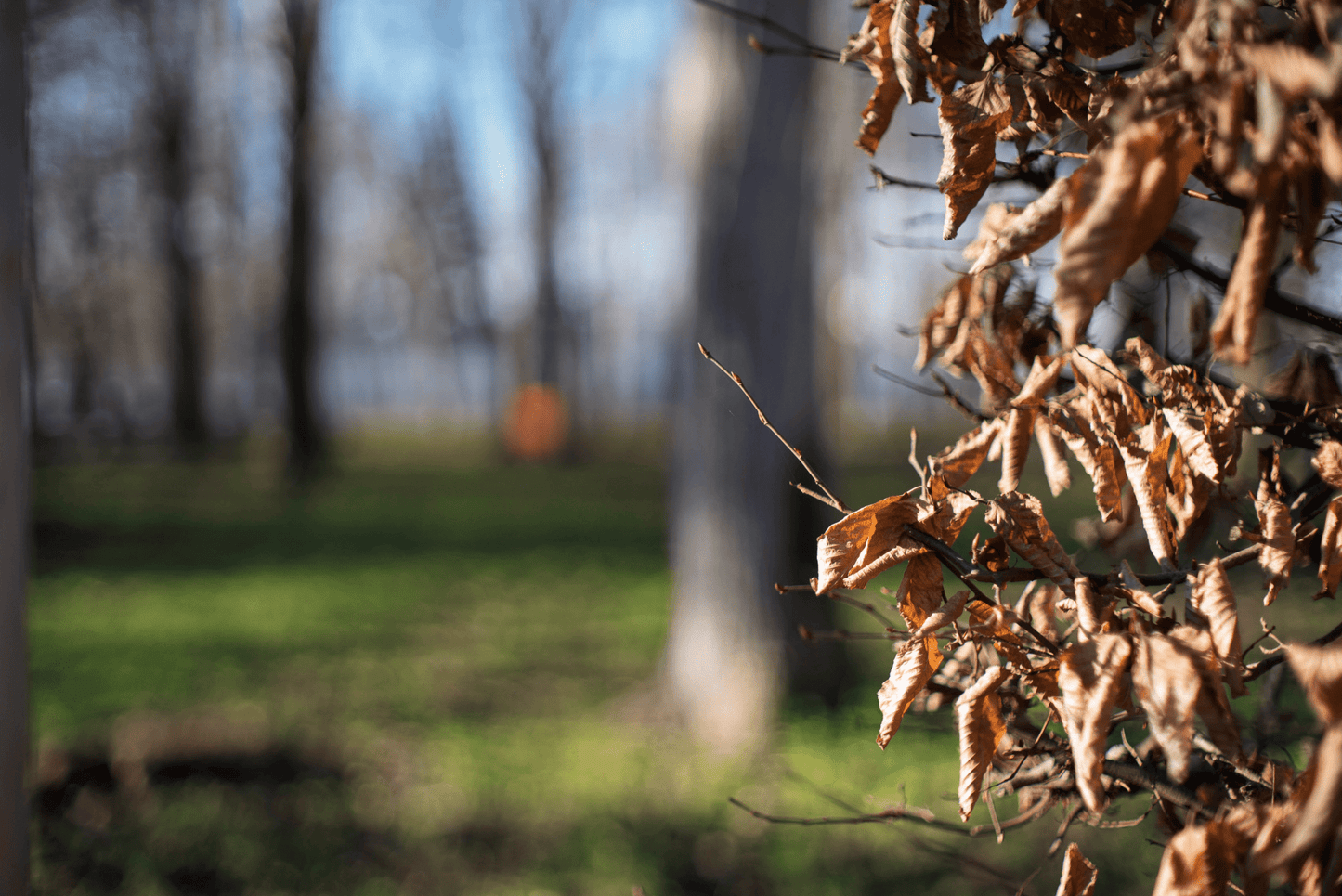 Asahi Super - Multi - Coated Takumar 50mm F1.4 Cine Mod w/ Anamorphic Bokeh | Sony - E - TerPhoto Store