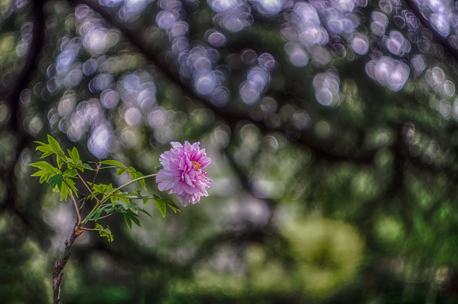 Helios 44 2/58 Prime Cine Mod Lens For Filmmaking | Sony E-mount! 44M-4 58mm F2! - TerPhoto Store