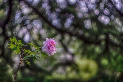 Helios 44 2/58 Prime Cine Mod Lens For Filmmaking | Sony E-mount! 44M-4 58mm F2! - TerPhoto Store