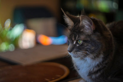 Helios 44 2/58 Prime Cine Mod Lens For Filmmaking | Sony E-mount! 44M-4 58mm F2! - TerPhoto Store