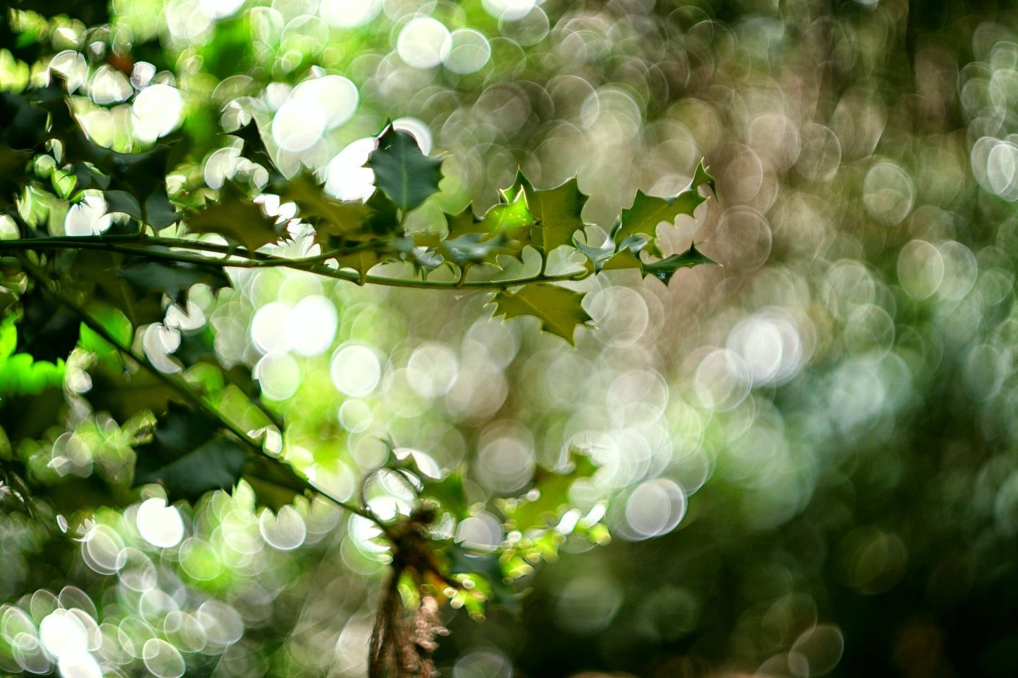 Helios 44 2/58 Prime Cine Mod Lens For Filmmaking | Sony E-mount! 44M-4 58mm F2! - TerPhoto Store