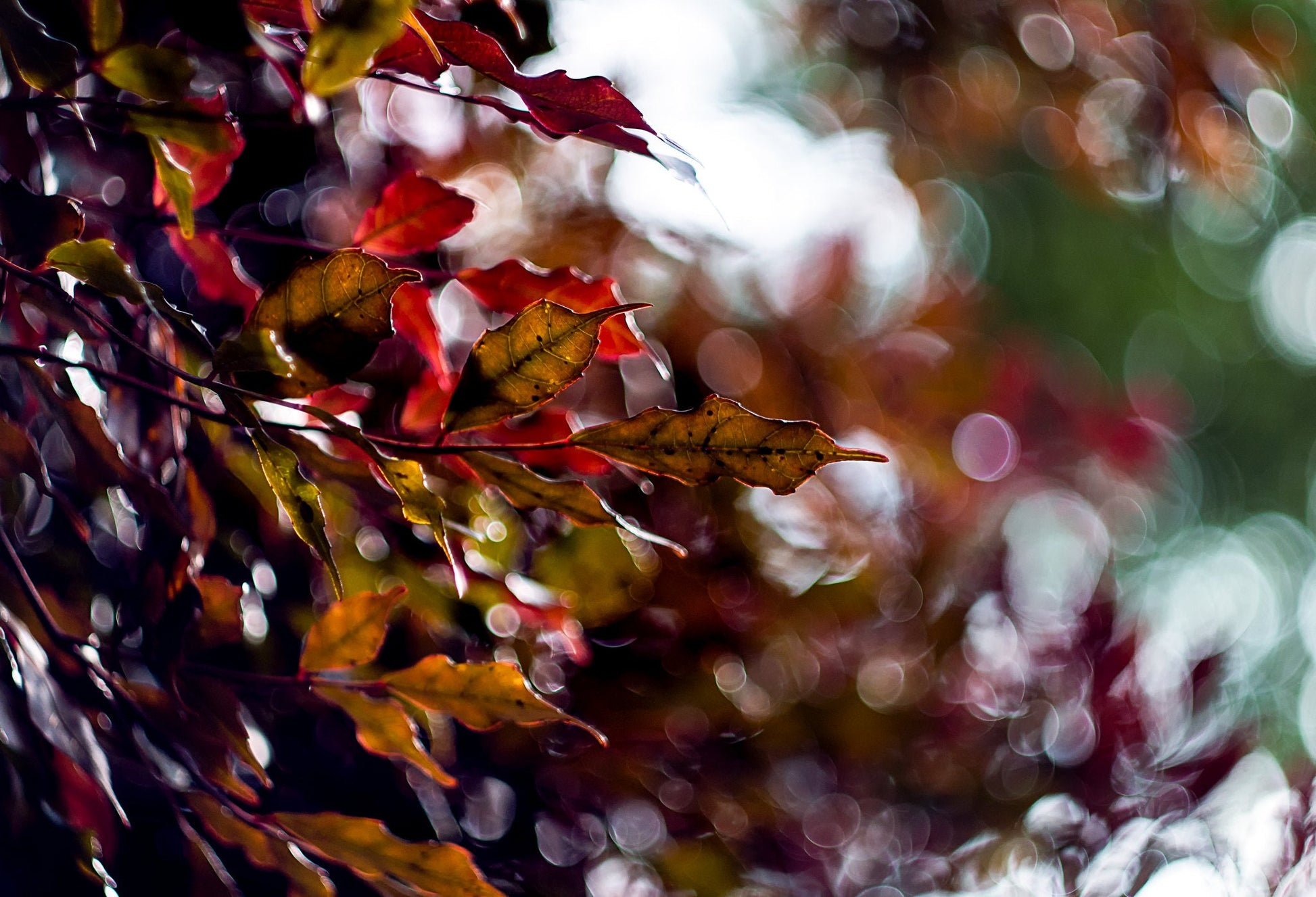 Helios 44 2/58 Prime Cine Mod Lens For Filmmaking | Sony E-mount! 44M-4 58mm F2! - TerPhoto Store