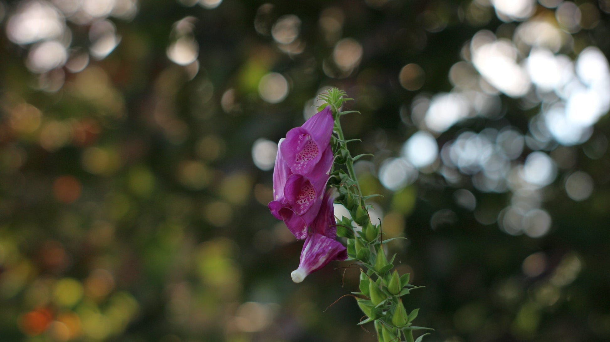 Jupiter-8 50mm F2 Cine Mod Prime Portrait Lens | Sony E-mount | US Warehouse! - TerPhoto Store