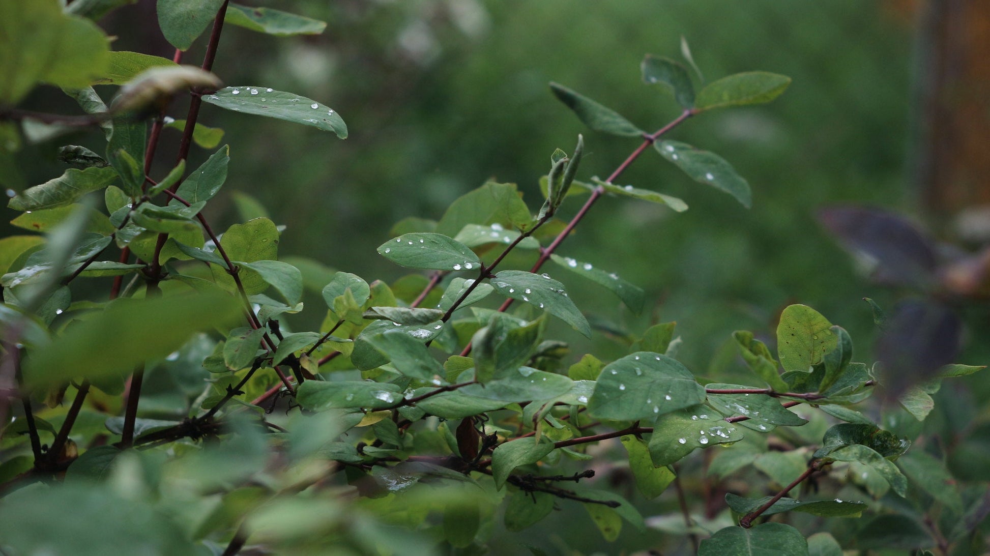 Jupiter-8 50mm F2 Cine Mod Prime Portrait Lens | Sony E-mount | US Warehouse! - TerPhoto Store