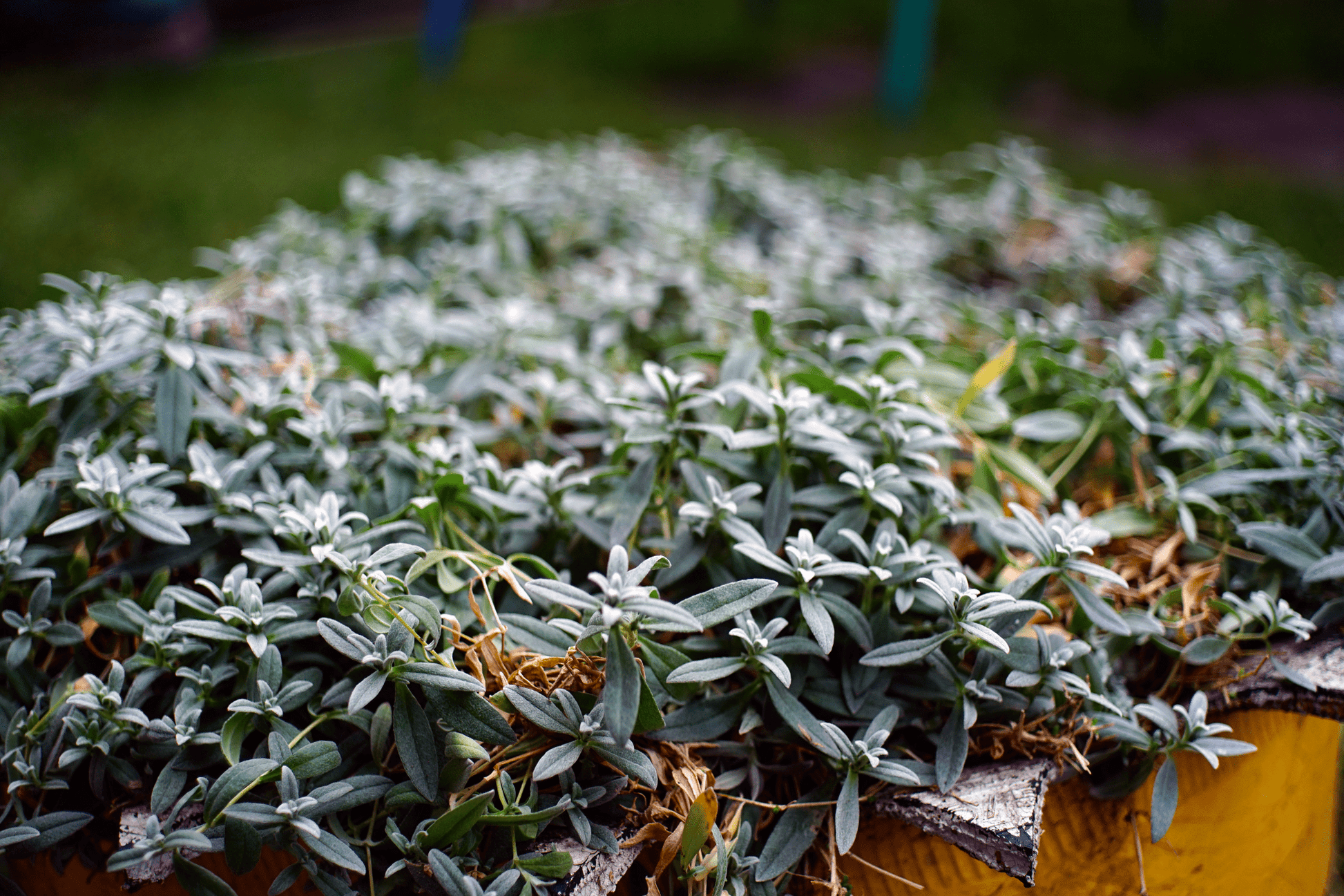 Minolta MD Rokkor 45mm F2 Cine Mod Lens w/ Anamorphic Bokeh For Sony E - mount! - TerPhoto Store