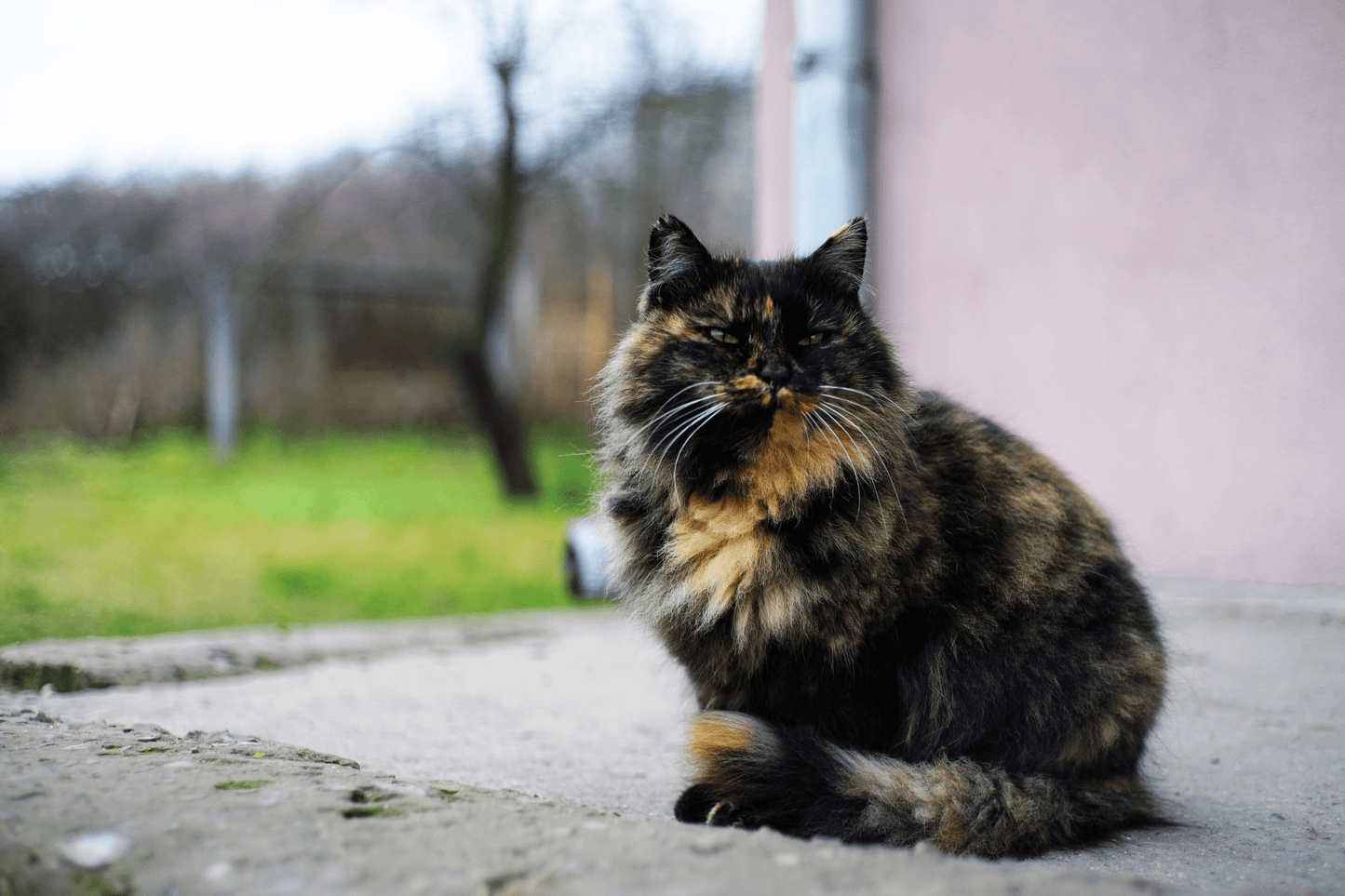 Minolta MD Rokkor 45mm F2 Cine Mod Lens w/ Anamorphic Bokeh For Sony E - mount! - TerPhoto Store