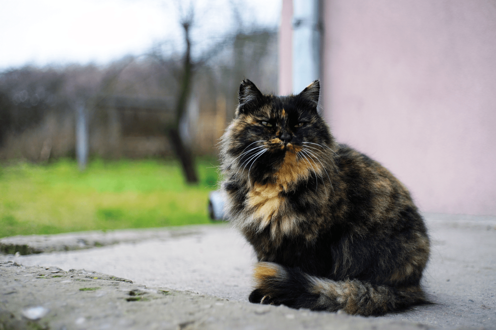 Minolta MD Rokkor 45mm F2 Cine Mod Lens w/ Anamorphic Bokeh For Sony E - mount! - TerPhoto Store