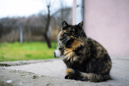 Minolta MD Rokkor 45mm F2 Cine Mod Lens w/ Anamorphic Bokeh For Sony E - mount! - TerPhoto Store