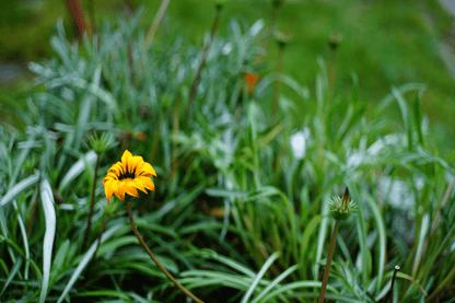 Minolta MD Rokkor 45mm F2 Cine Mod Lens w/ Anamorphic Bokeh For Sony E - mount! - TerPhoto Store