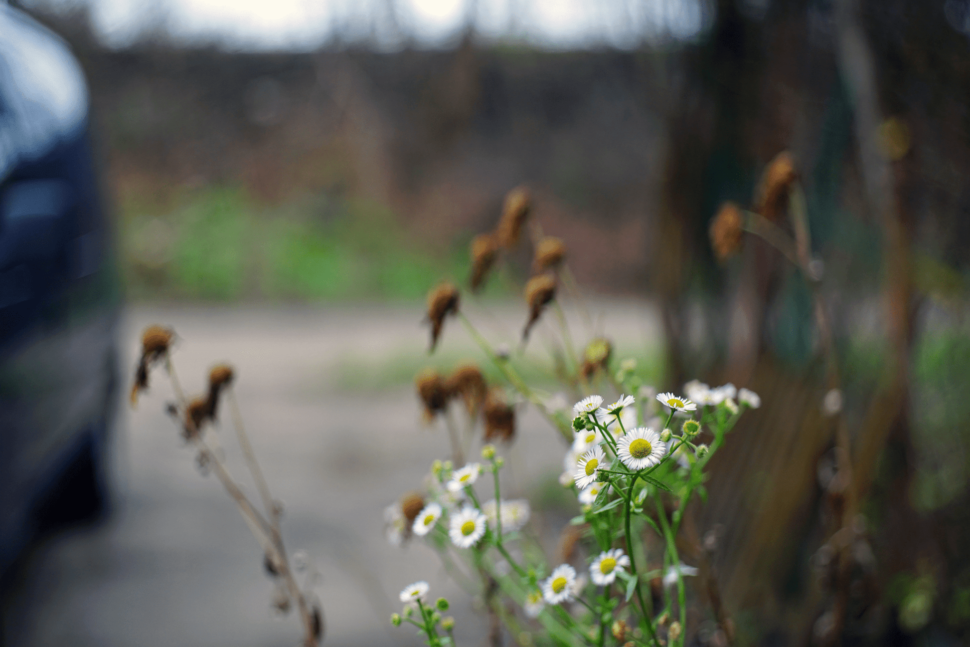 Minolta MD Rokkor 45mm F2 Cine Mod Lens w/ Anamorphic Bokeh For Sony E - mount! - TerPhoto Store