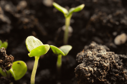 Vivitar MC Macro 55mm F2.8 Cine Mod Lens for Canon EF – Sharp & Smooth Focus! - TerPhoto Store