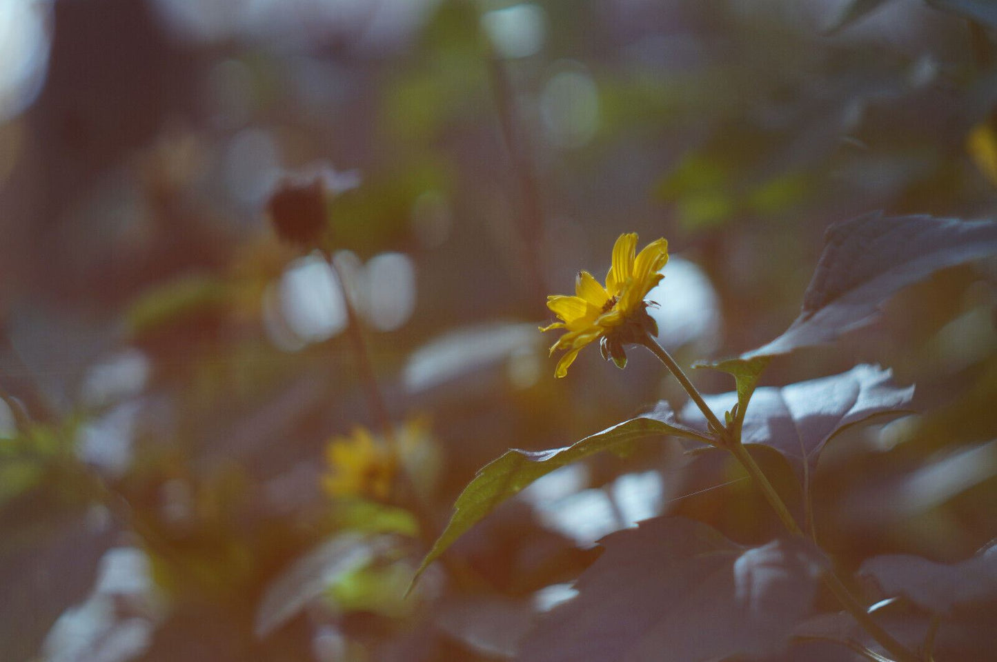 Anamorphic Bokeh & Flare For Canon EF